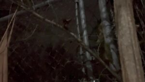 I love hanging wedgies – WedgieTube | Wedgie Porn